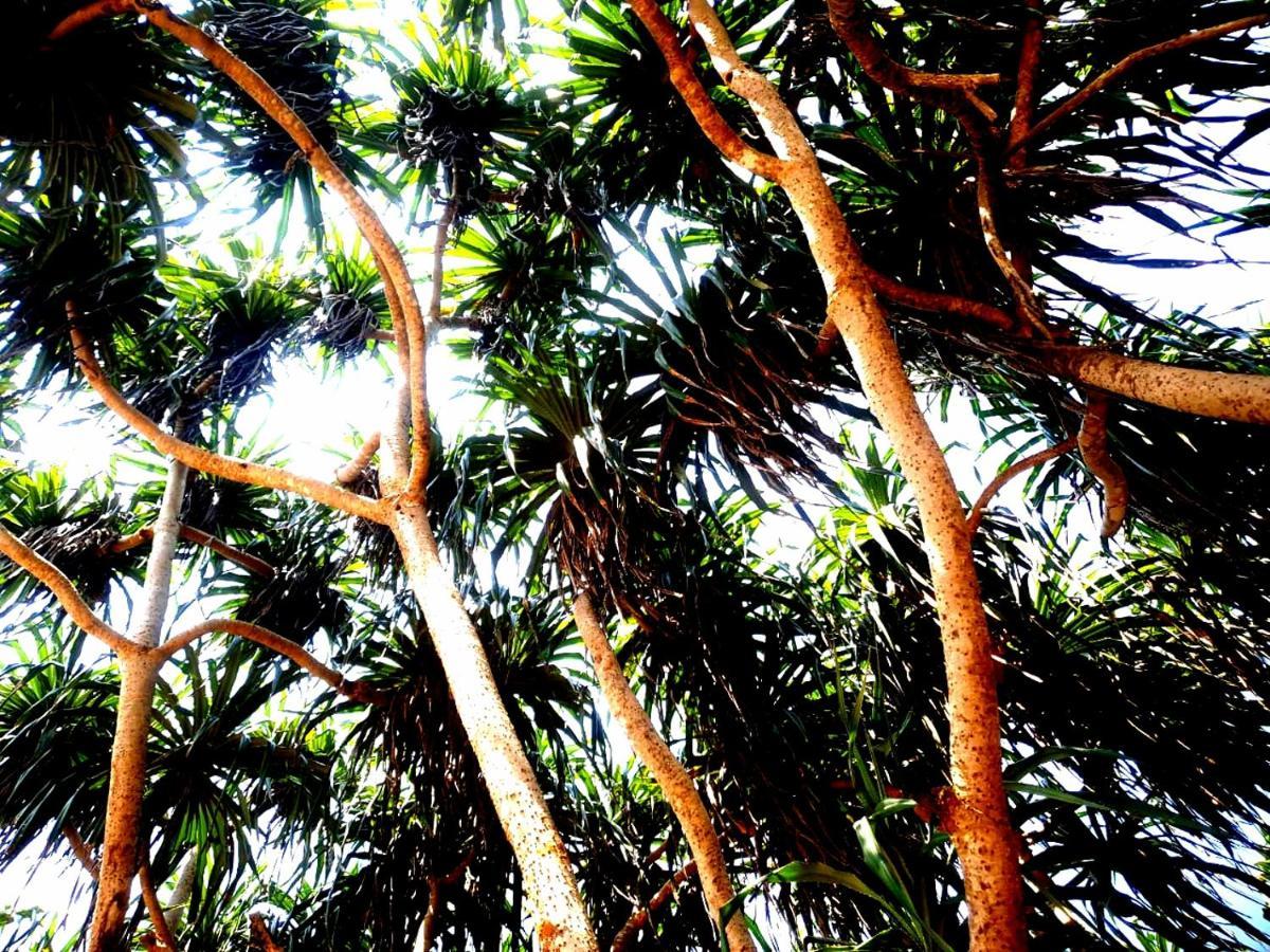Mango Villa Hikkaduwa Dış mekan fotoğraf